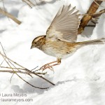 White-throated Sparrow in Flight