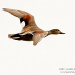 Gadwall Duck in Flight
