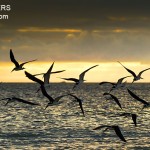 Black Skimmers in Flight at Sunset