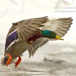 Mallard Duck in Flight