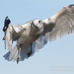 Ring-billed Gull in Flight