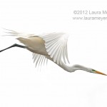 Great Egret in Flight