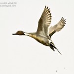 Northern Pintail in Flight