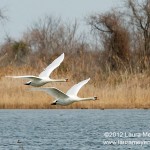 Swans in Flight