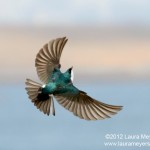 Tree Swallow in Flight