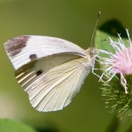 Cabbage White Butterfly