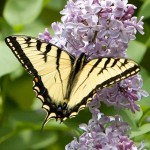 Eastern Tiger Swallowtail Butterfly