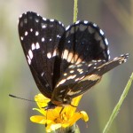 Gila Butterfly