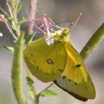 Orange Sulphur Butterfly