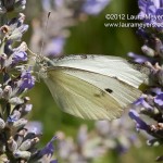 Cabbage White Butterfly