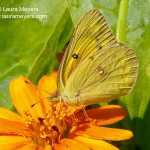 Clouded Sulphur Butterfly