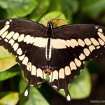 Giant Swallowtail Butterfly