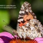 Painted Lady Butterfly