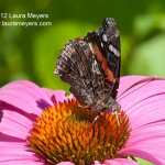 Red Admiral Butterly