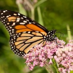 Monarch Butterfly