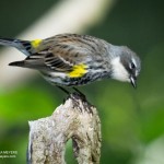 Yelow-Rumped Warbler