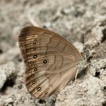 Pearly-eye Butterfly