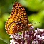 Spangled Fritillary Butterfly