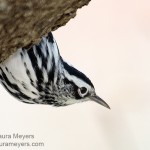 Black and White Warbler