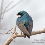 Tree Swallow on Branch