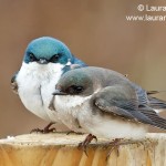 Tree-Swallows on Post