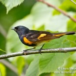 American Redstart Male