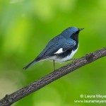 Black-throated Blue Warbler