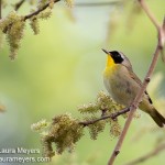 Common Yellowthroat Male