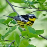 Magnolia Warbler Male