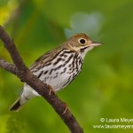 Ovenbird