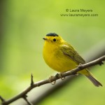 Wilson's Warbler