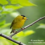 Wilson's Warbler