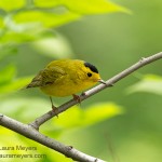 Wilson's Warbler