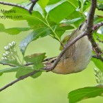 Worm-eating Warbler