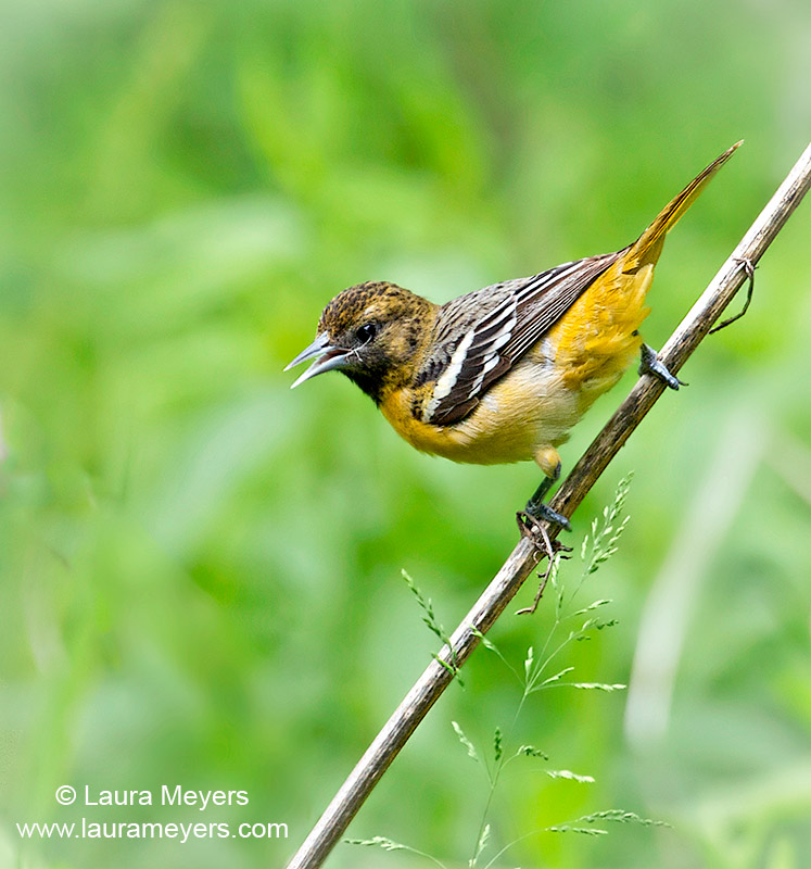 Baltimore oriole male juvenilelaura meyers nature photograpy